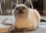 Florence - British Shorthair Cat For Sale - Huntington&comma; NY&comma; US