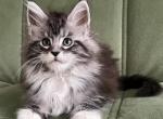 Xenona - Maine Coon Cat For Sale - Hollywood&comma; FL&comma; US