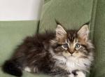 Xanthe - Maine Coon Cat For Sale - Hollywood&comma; FL&comma; US