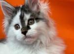 Yachont - Maine Coon Cat For Sale - Hollywood&comma; FL&comma; US