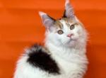 Whitish Beauty - Maine Coon Cat For Sale - Miami&comma; FL&comma; US