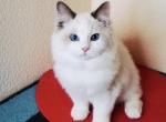 Cherry - Ragdoll Cat For Sale - Miami&comma; FL&comma; US