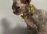 Eva - Bambino Cat For Sale - Pembroke Pines&comma; FL&comma; US