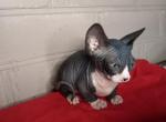 Lira - Bambino Cat For Sale - Pembroke Pines&comma; FL&comma; US