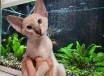 Rut - Siamese Cat For Sale - Miami&comma; FL&comma; US