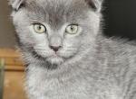 Myles - Scottish Fold Cat For Sale - Molalla&comma; OR&comma; US
