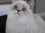 Romeo - Scottish Straight Cat For Sale - Levittown&comma; PA&comma; US
