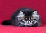 Vinsent black tabby persian exotic longhair boy - Persian Cat For Sale - Los Angeles&comma; CA&comma; US