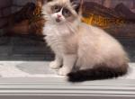 Yenns rags - Ragdoll Kitten For Sale - 