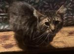 Simon GENETTA - Bengal Cat For Sale - FL&comma; US