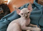 Blue - Sphynx Cat For Sale - Rockford&comma; IL&comma; US