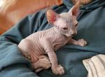 Blue 2 - Sphynx Cat For Sale - Rockford&comma; IL&comma; US