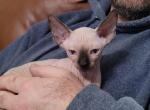 Seal Point - Sphynx Cat For Sale - Rockford&comma; IL&comma; US
