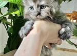 New Year Baby Maine Coon Black Smoke Pretty Girl - Maine Coon Cat For Sale - Tannersville&comma; PA&comma; US