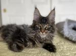 Lancer - Maine Coon Cat For Sale - Grayslake&comma; IL&comma; US