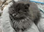 Dahlia 1st litter - Ragamuffin Cat For Sale - Oklahoma City&comma; OK&comma; US
