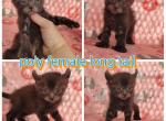 March fe - Highlander Cat For Sale - Frenchtown&comma; MI&comma; US