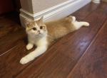 Dasher - Exotic Cat For Sale - Henderson&comma; CO&comma; US