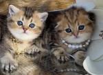 Golden chinchilla babies - Scottish Fold Cat For Sale - Sun City Center&comma; FL&comma; US