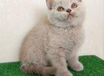Omega - British Shorthair Cat For Sale - Grayslake&comma; IL&comma; US