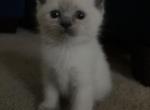 On hold Sheila Katsravishingragdoll kitten Female - Ragdoll Cat For Sale - Lancaster&comma; PA&comma; US