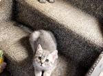 MOYSHA - Scottish Straight Cat For Sale - New York&comma; NY&comma; US
