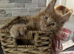 Apricot - Maine Coon Cat For Sale - Hollywood&comma; FL&comma; US