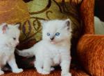 Taylor Swift - Ragdoll Cat For Sale - Los Angeles, CA, US