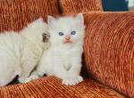 Perry Ellis - Ragdoll Cat For Sale - Los Angeles, CA, US