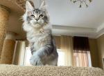 Jerome - Maine Coon Cat For Sale - Miami&comma; FL&comma; US