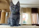 Justin - Maine Coon Cat For Sale - Miami&comma; FL&comma; US