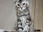 Pepperoni - Maine Coon Cat For Sale - Miami&comma; FL&comma; US