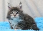 Danila - Maine Coon Cat For Sale - Miami&comma; FL&comma; US