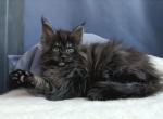 Xiva - Maine Coon Cat For Sale - Miami&comma; FL&comma; US