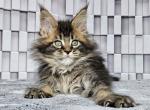 Orestilla Cornelia - Maine Coon Cat For Sale - Miami&comma; FL&comma; US