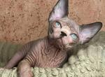 Flint - Sphynx Cat For Sale - Pembroke Pines&comma; FL&comma; US