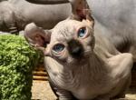Barbarina - Bambino Cat For Sale - Pembroke Pines&comma; FL&comma; US