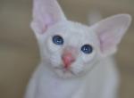 Snowin - Oriental Cat For Sale - Pembroke Pines&comma; FL&comma; US