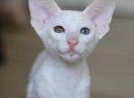Ice Cream - Oriental Cat For Sale - Pembroke Pines&comma; FL&comma; US