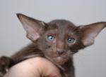 Vegas - Oriental Cat For Sale - Pembroke Pines&comma; FL&comma; US