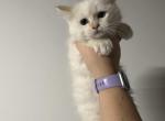 Ragdoll kittens - Ragdoll Cat For Sale - Minerva&comma; OH&comma; US