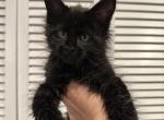 Martha - Maine Coon Cat For Sale - Hollywood&comma; FL&comma; US