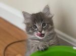 Prince - Siamese Cat For Sale - Hingham&comma; MA&comma; US