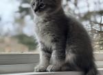 Ollie - Siberian Cat For Sale - Hingham&comma; MA&comma; US