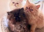 Snowball - Persian Cat For Sale - Houston&comma; TX&comma; US