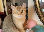 Scott girl 1 - Scottish Straight Cat For Sale - New York&comma; NY&comma; US