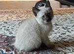 Red Cherry - Siamese Cat For Sale - Winder&comma; GA&comma; US