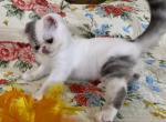 Sterling - Exotic Cat For Sale - Pineville&comma; LA&comma; US