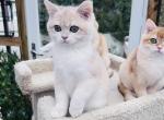 Blue Golden Shaded British Shorthair boy Enzo - British Shorthair Cat For Sale - NY&comma; US