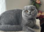 Scottish Fold blue plush boy Soyer - Scottish Fold Cat For Sale - NY&comma; US